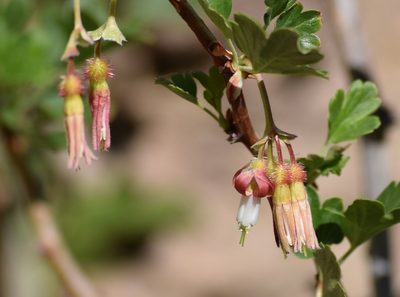 Ribes californicum, photographed by velodrome
