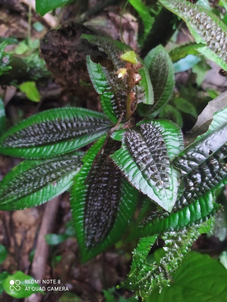 Triolena pustulata, photographed by Ileana Herrera