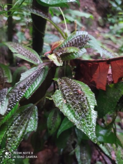 Triolena pustulata, photographed by Ileana Herrera