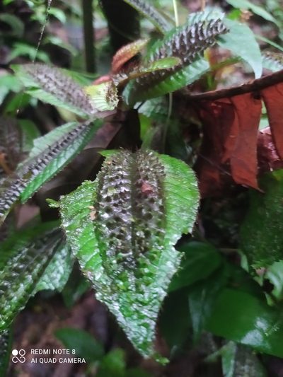 Triolena pustulata, photographed by Ileana Herrera