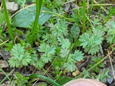 Alchemilla occidentalis