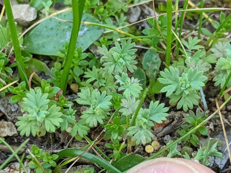 Alchemilla occidentalis, photographed by Ken-ichi Ueda