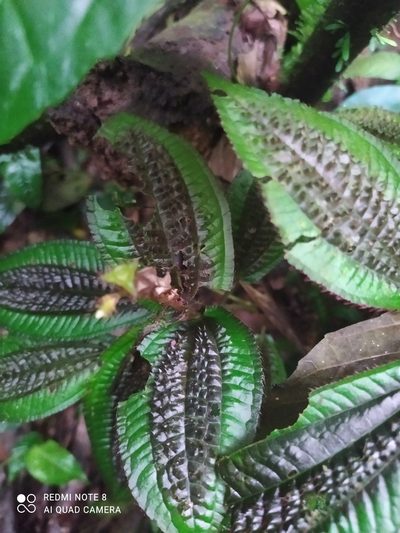 Triolena pustulata, photographed by Ileana Herrera
