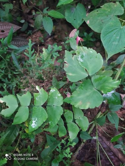 Adiantum macrophyllum, photographed by Ileana Herrera