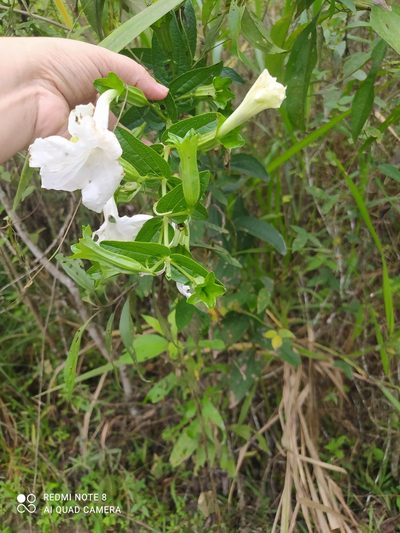 Escobedia grandiflora, photographed by Ileana Herrera
