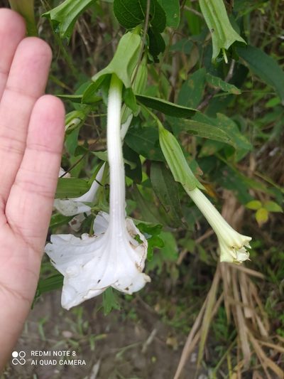 Escobedia grandiflora, photographed by Ileana Herrera