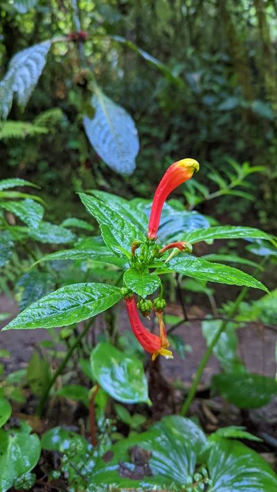 Centropogon solanifolius, photographed by Trevor Van Loon