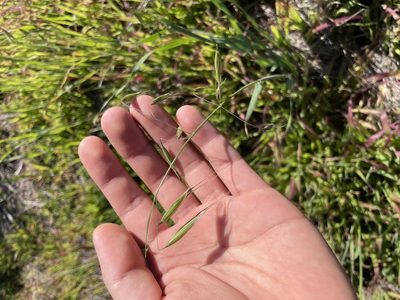 Avena barbata, photographed by laiet17