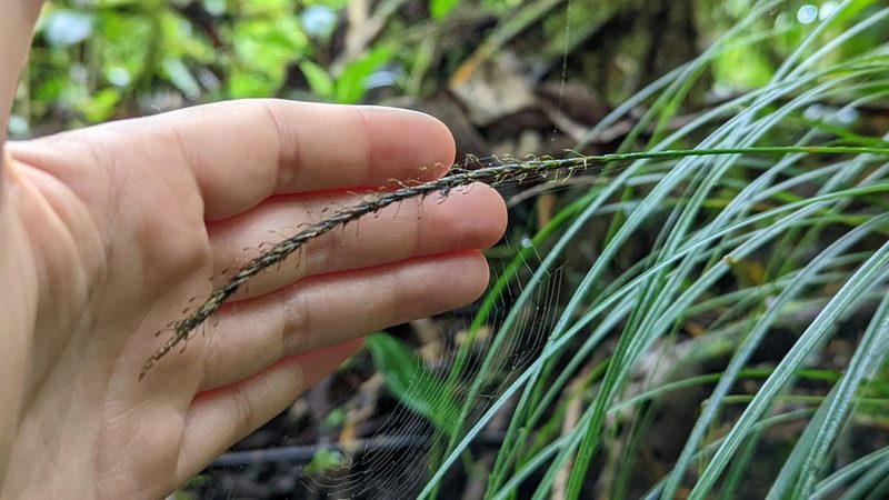 Carex hamata, photographed by Trevor Van Loon