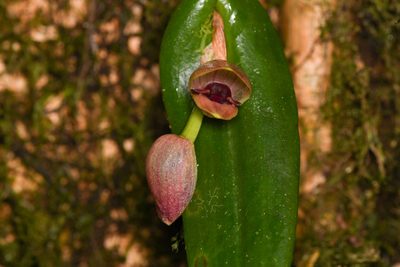 Pleurothallis palliolata, photographed by Trevor Van Loon