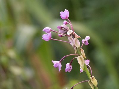Spathoglottis plicata, photographed by Forest Botial-Jarvis