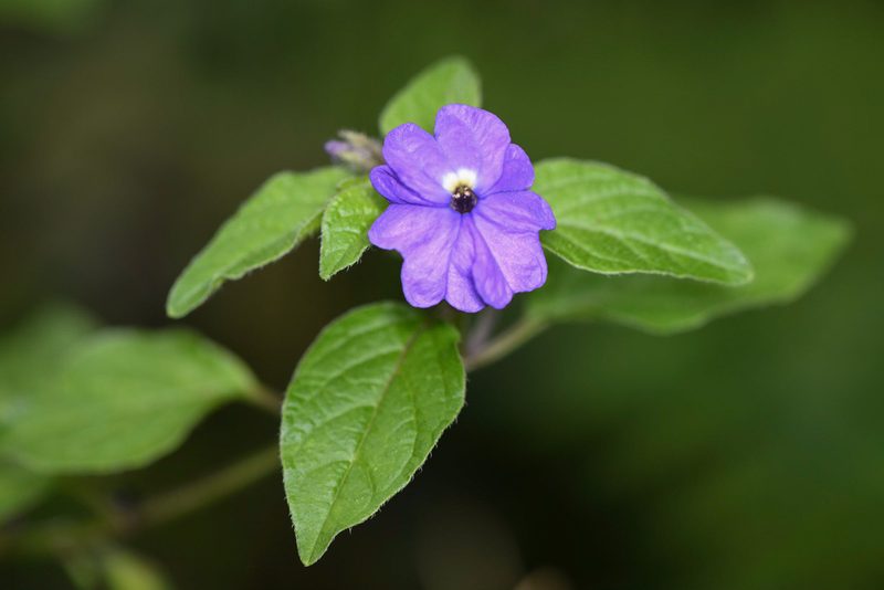 Browallia americana, photographed by Trevor Van Loon