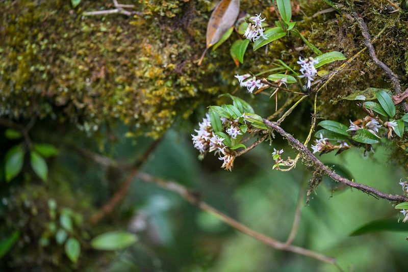 Maxillaria schlechteriana, photographed by Trevor Van Loon