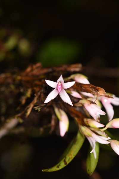 Maxillaria schlechteriana, photographed by Trevor Van Loon