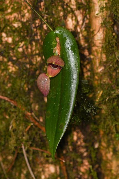 Pleurothallis palliolata, photographed by Trevor Van Loon