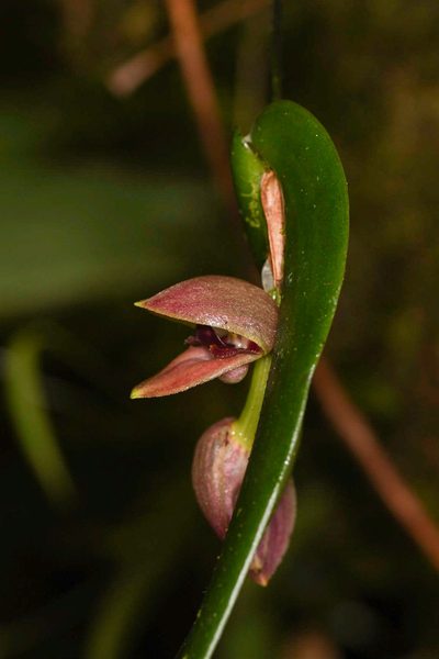 Pleurothallis palliolata, photographed by Trevor Van Loon