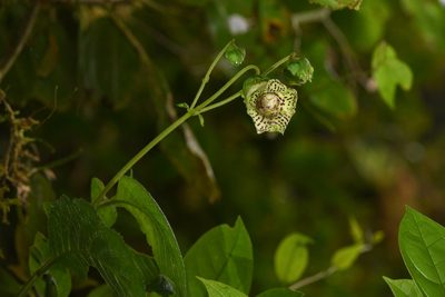 Kohleria tigridia, photographed by Trevor Van Loon