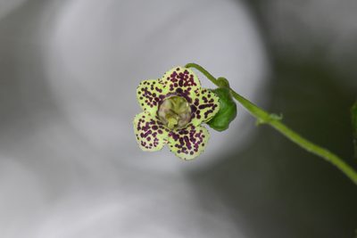 Kohleria tigridia, photographed by Trevor Van Loon