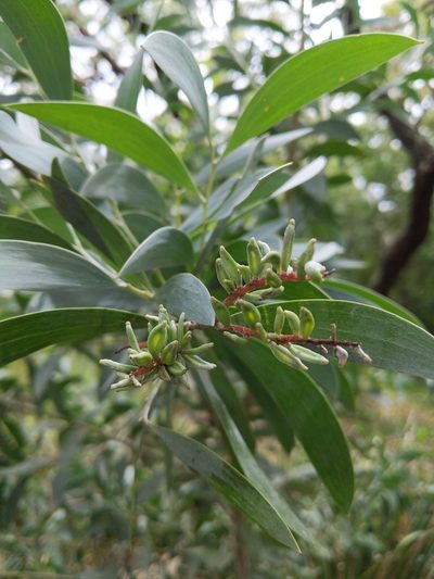 Acacia binervia, photographed by Joe Atkinson