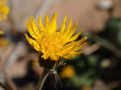 Heterotheca grandiflora, photographed by George Williams