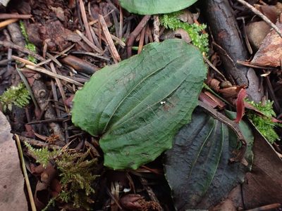 Calypso bulbosa, photographed by Ellyne Geurts