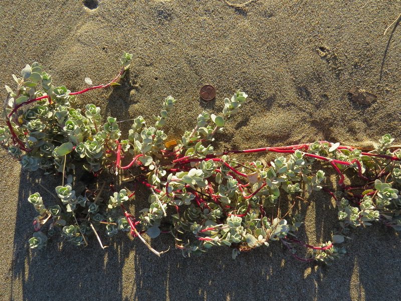Atriplex leucophylla, photographed by Garth Harwood