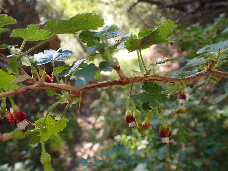 Ribes amarum, photographed by George Williams