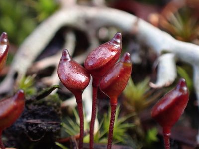 Buxbaumia aphylla, photographed by Randal