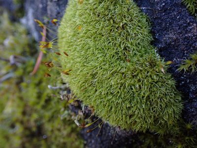 Hymenoloma crispulum, photographed by Randal