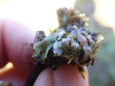 Mannia gracilis, photographed by Randal
