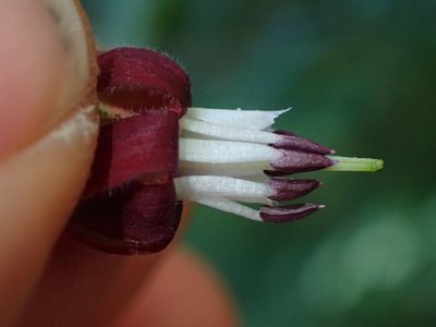Ribes amarum, photographed by George Williams