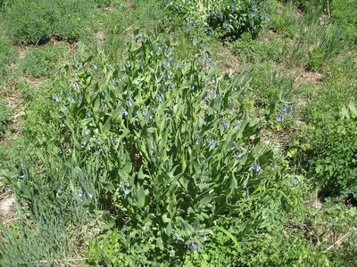 Mertensia arizonica, photographed by John Brew