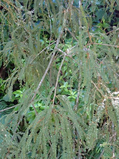 Sophora godleyi, photographed by Peter de Lange