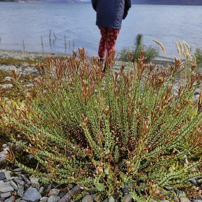 Epilobium melanocaulon, photographed by Jenny Saito