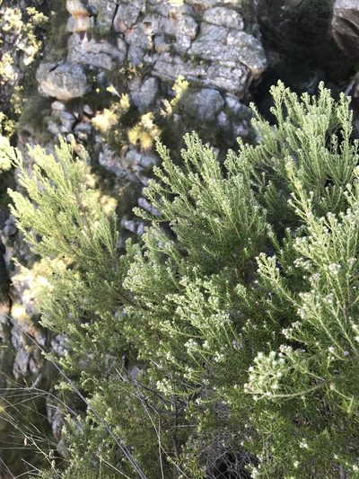 Phylica confusa, photographed by Ren Hoekstra