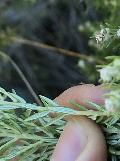 Phylica confusa, photographed by Ren Hoekstra
