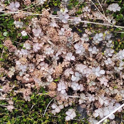 Acaena inermis, photographed by Jenny Saito