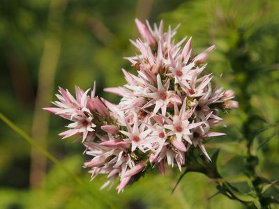 Sprengelia incarnata, photographed by Jesse de Vries