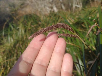 Carex obnupta, photographed by Drew Meyer