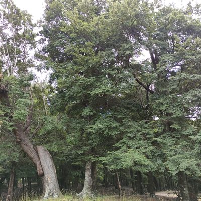 Nothofagus cliffortioides, photographed by Jenny Saito