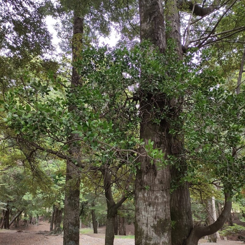 Peraxilla tetrapetala, photographed by Jenny Saito