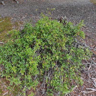 Rubus schmidelioides, photographed by Jenny Saito