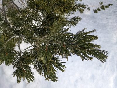 Pinus albicaulis, photographed by Zac Peterson