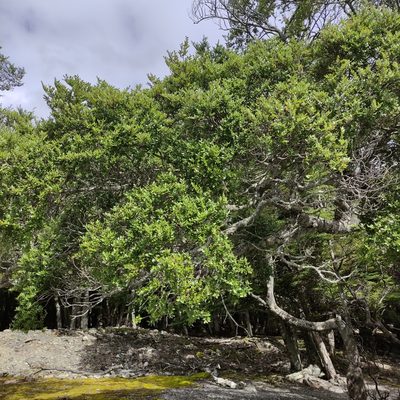 Nothofagus cliffortioides, photographed by Jenny Saito