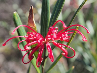 Grevillea oleoides, photographed by Jesse de Vries