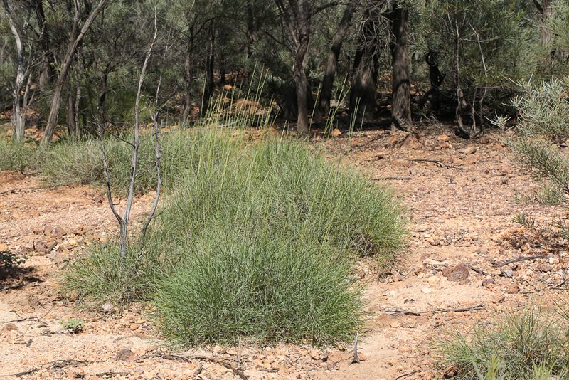 Triodia basedowii, photographed by dhfischer