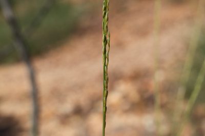 Triodia basedowii, photographed by dhfischer