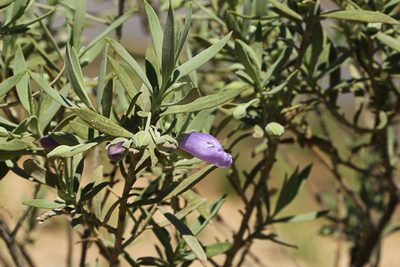 Eremophila bowmanii, photographed by dhfischer