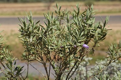 Eremophila bowmanii, photographed by dhfischer