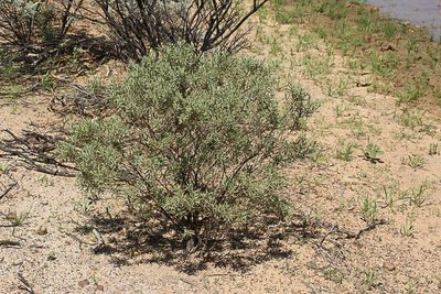 Eremophila bowmanii, photographed by dhfischer